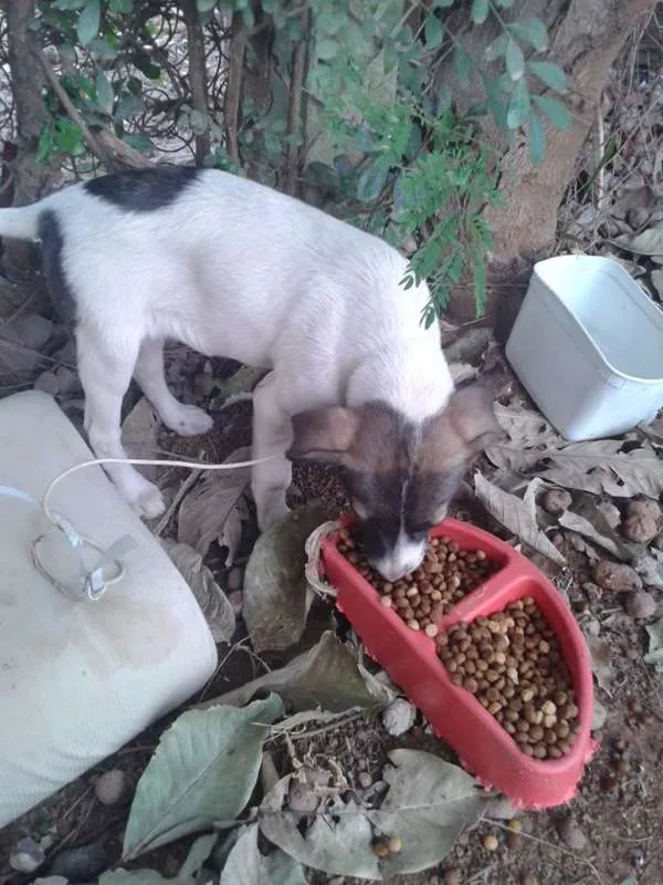 Cachorro ra a SRD idade 2 a 6 meses nome Carinhosa