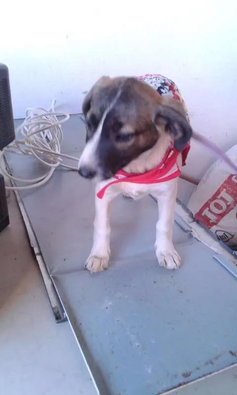 Cachorro ra a SRD idade 2 a 6 meses nome Carinhosa