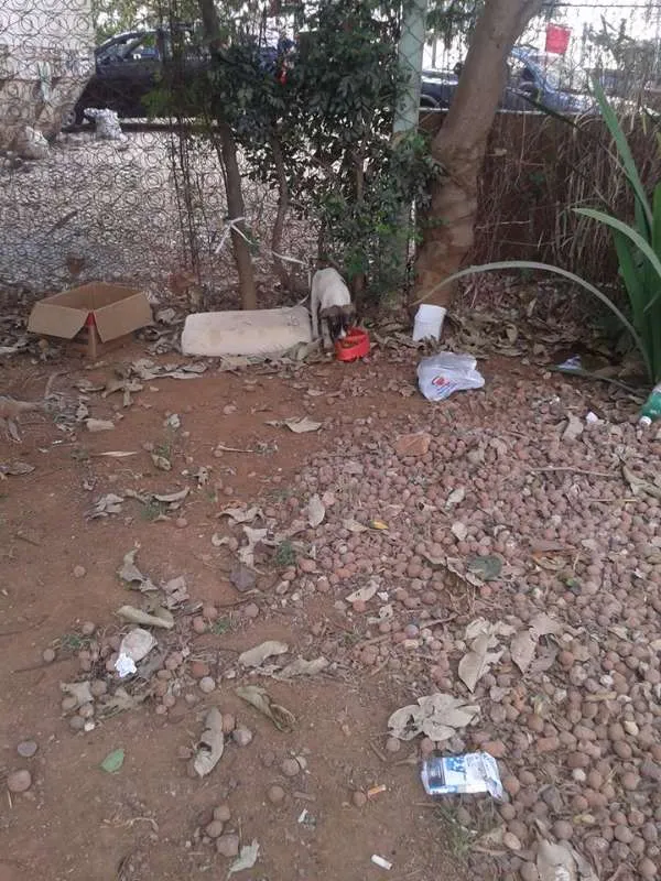 Cachorro ra a SRD idade 2 a 6 meses nome Carinhosa