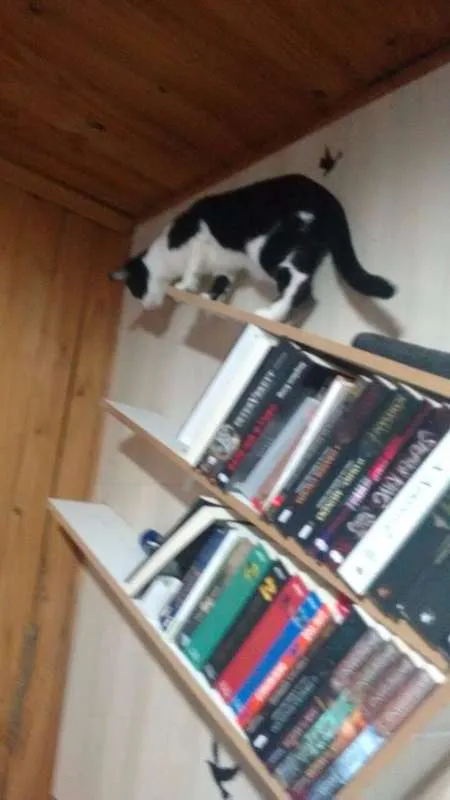 Gato ra a SRD idade 5 anos nome Einsten GRATIFICA