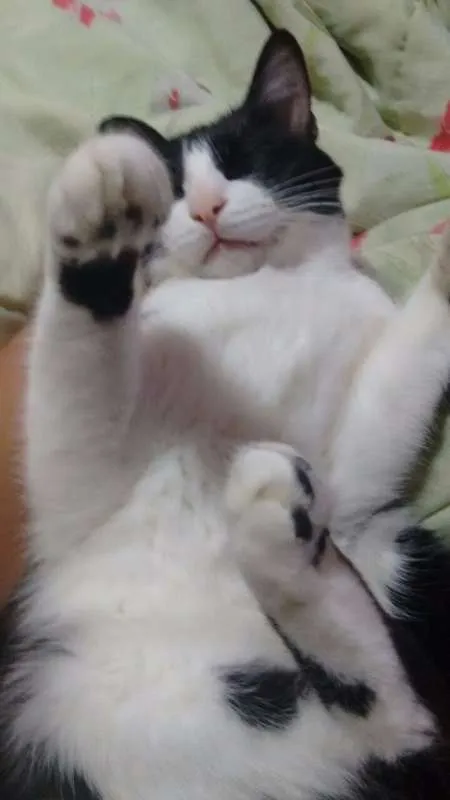 Gato ra a SRD idade 5 anos nome Einsten GRATIFICA