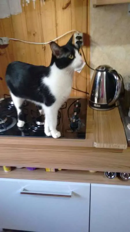 Gato ra a SRD idade 5 anos nome Einsten GRATIFICA