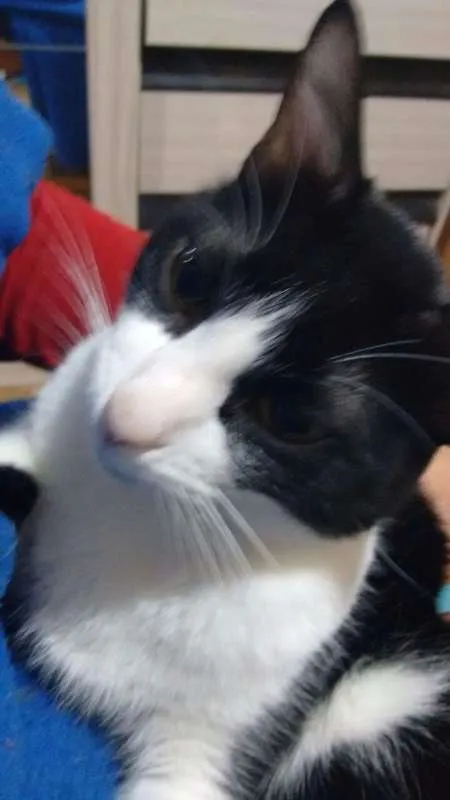 Gato ra a SRD idade 5 anos nome Einsten GRATIFICA