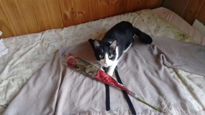 Gato ra a SRD idade 5 anos nome Einsten GRATIFICA