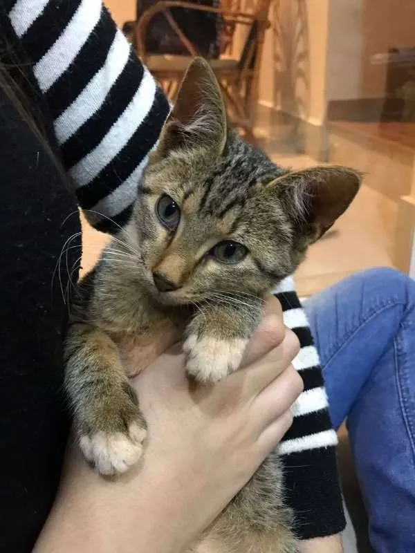 Gato raça SRD idade 2 a 6 meses nome Cleópatra