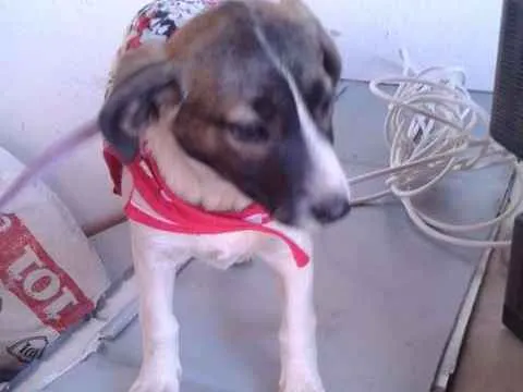 Cachorro ra a SRD idade 2 a 6 meses nome Carinhosa