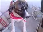 Cachorro raça SRD idade 2 a 6 meses nome Carinhosa