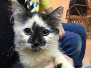 Gato raça SRD idade 2 a 6 meses nome A definir