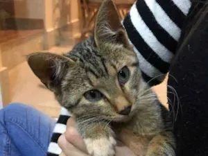 Gato raça SRD idade 2 a 6 meses nome Cleópatra