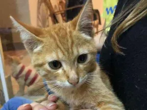 Gato raça SRD idade Abaixo de 2 meses nome A definir