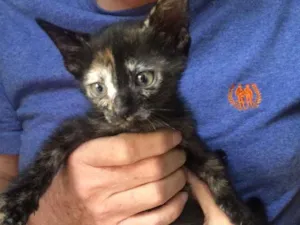 Gato raça Vira-lata idade Abaixo de 2 meses nome Gatinhas