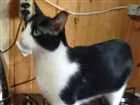 Gato raça SRD idade 5 anos nome Einsten GRATIFICA