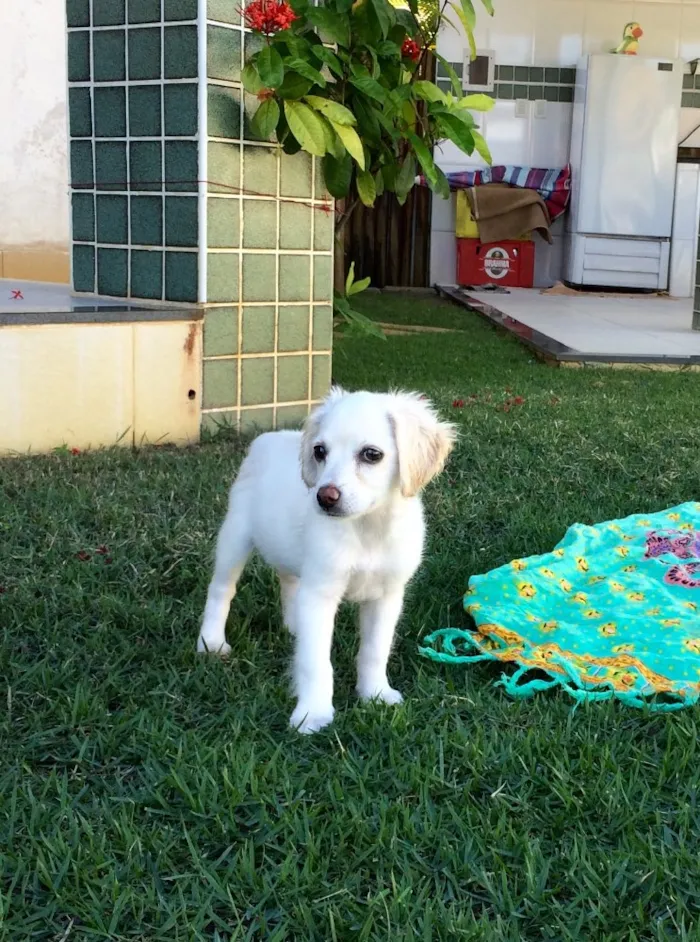 Cachorro raça SRD idade 1 ano nome Lolla