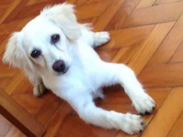 Cachorro raça SRD idade 1 ano nome Lolla