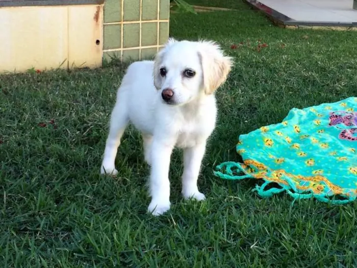 Cachorro raça SRD idade 1 ano nome Lolla