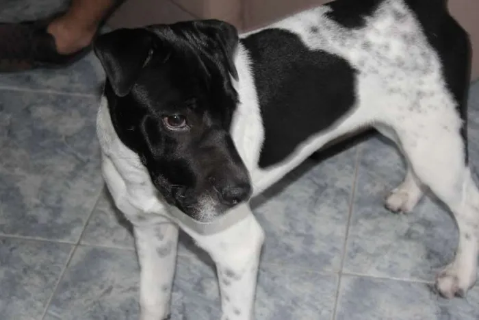 Cachorro ra a srd idade 1 ano nome Spoc