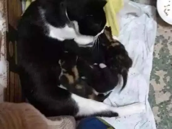 Gato raça Half-blood idade Abaixo de 2 meses nome Sem nome.
