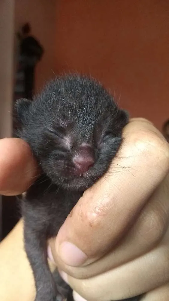 Gato raça Half-blood idade Abaixo de 2 meses nome Sem nome.