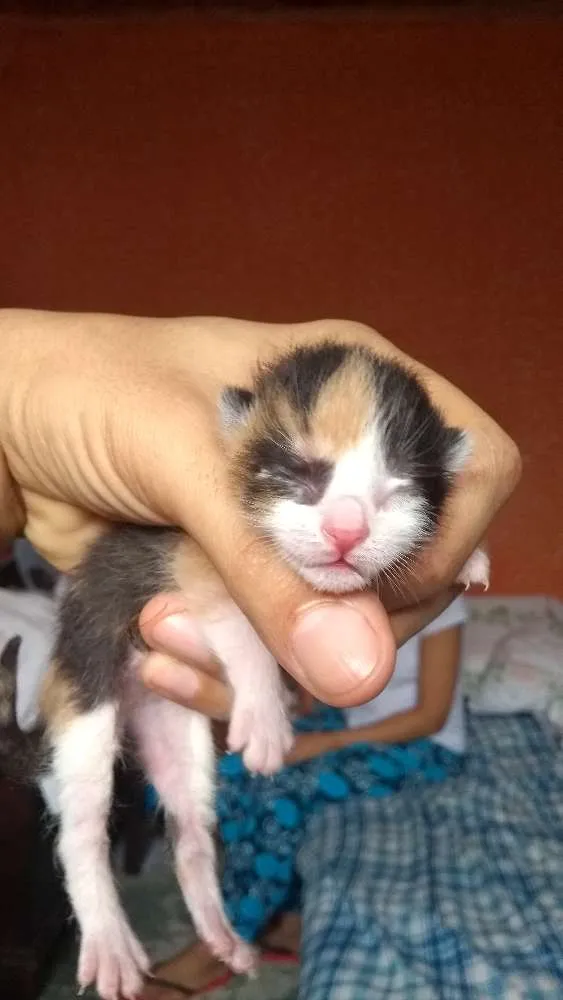 Gato raça Half-blood idade Abaixo de 2 meses nome Sem nome.