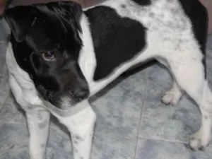 Cachorro raça srd idade 1 ano nome Spoc