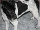 Cachorro raça srd idade 1 ano nome Spoc