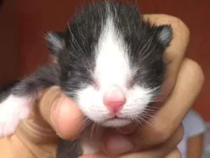 Gato raça Half-blood idade Abaixo de 2 meses nome Sem nome.