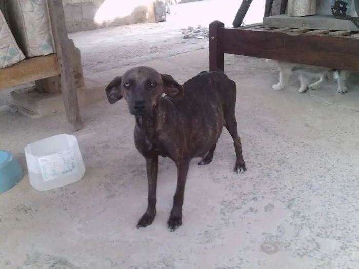 Cachorro raça Pinscher idade 2 anos nome olivia