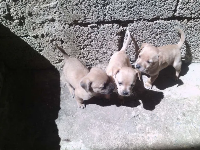 Cachorro raça Pinscher idade 2 anos nome olivia