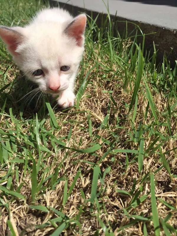 Gato raça  idade 2 a 6 meses nome Bebê