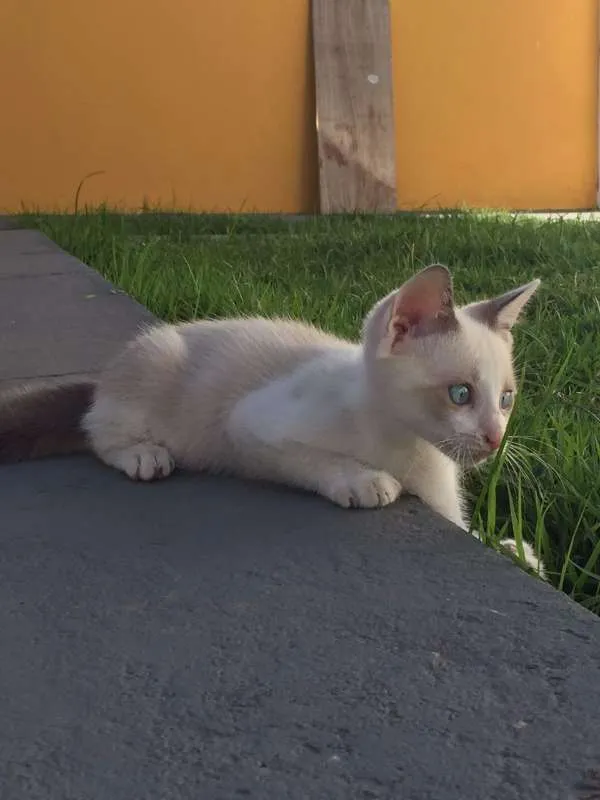 Gato raça  idade 2 a 6 meses nome Bebê