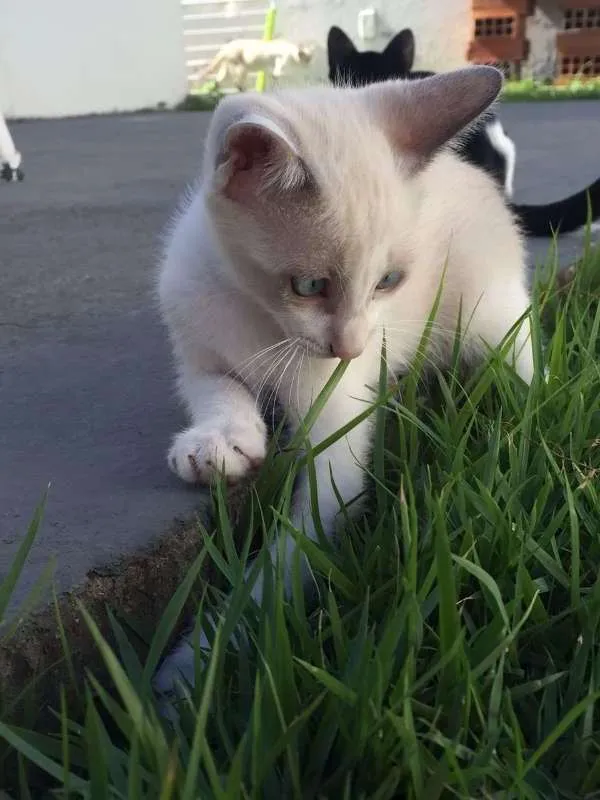 Gato raça  idade 2 a 6 meses nome Bebê