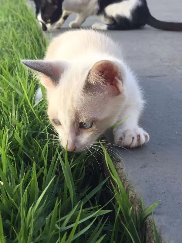 Gato raça  idade 2 a 6 meses nome Bebê