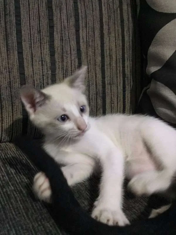 Gato raça  idade 2 a 6 meses nome Bebê