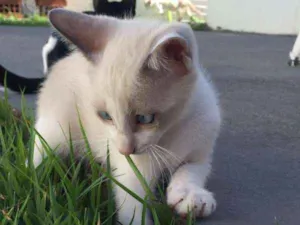 Gato raça  idade 2 a 6 meses nome Bebê