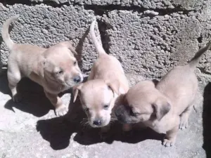 Cachorro raça Pinscher idade 2 anos nome olivia