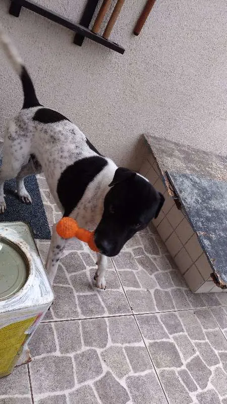 Cachorro ra a srd idade 1 ano nome Spoc