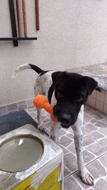 Cachorro ra a srd idade 1 ano nome Spoc
