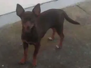 Cachorro raça Pinscher  idade 1 ano nome Chocolate 