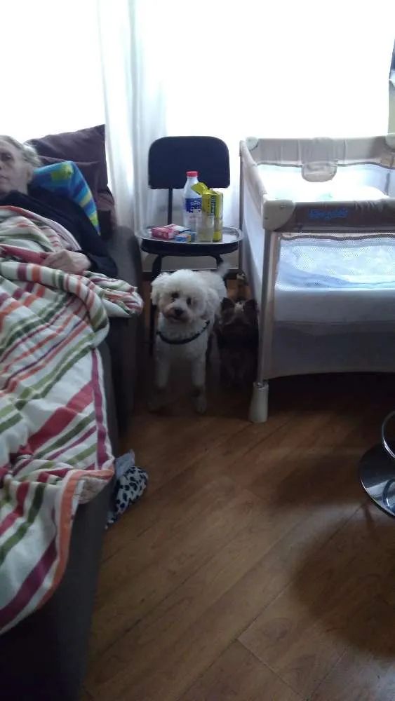 Cachorro ra a Poodle idade 5 anos nome Zen