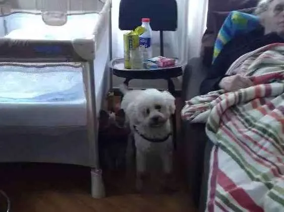 Cachorro ra a Poodle idade 5 anos nome Zen
