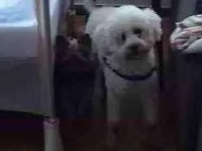 Cachorro ra a Poodle idade 5 anos nome Zen