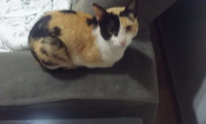 Gato ra a SRD idade 7 a 11 meses nome Sem Nome