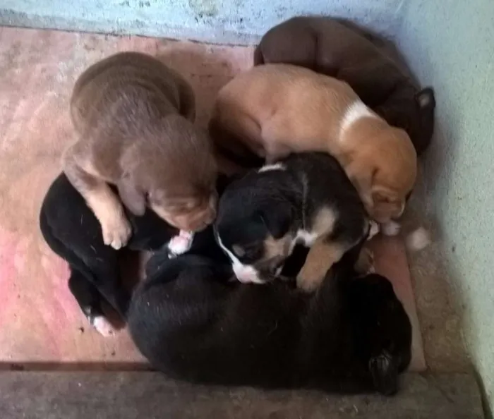 Cachorro raça SRD idade 5 anos nome CHOCOLATE