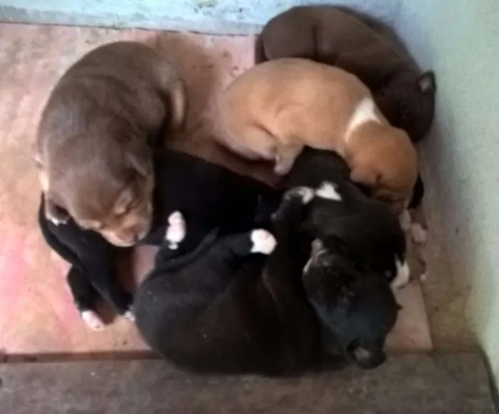 Cachorro raça SRD idade 5 anos nome CHOCOLATE