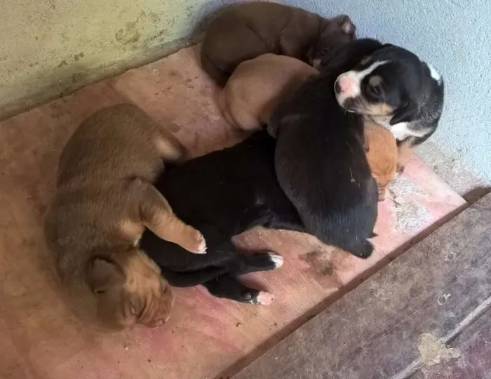 Cachorro raça SRD idade 5 anos nome CHOCOLATE