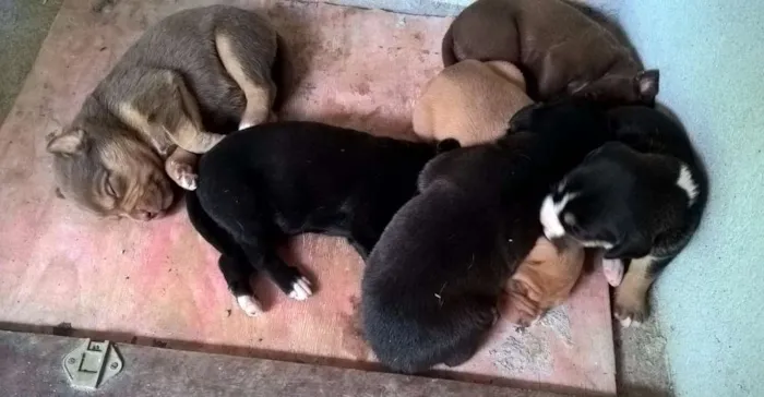 Cachorro raça SRD idade 5 anos nome CHOCOLATE