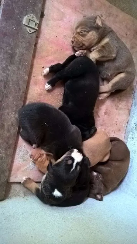 Cachorro raça SRD idade 5 anos nome CHOCOLATE