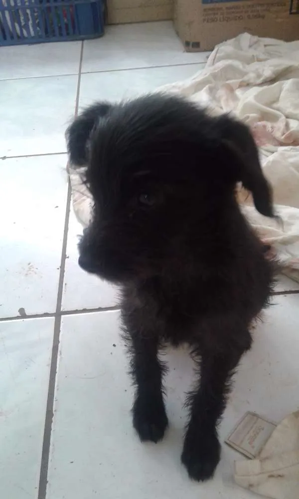 Cachorro ra a VL idade 2 a 6 meses nome Sem nome