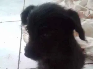 Cachorro raça VL idade 2 a 6 meses nome Sem nome