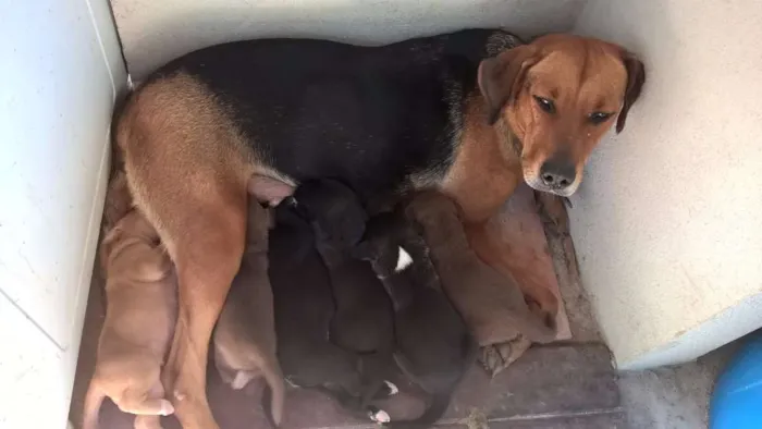 Cachorro raça SRD idade 5 anos nome CHOCOLATE